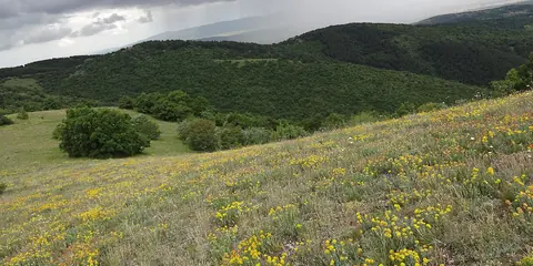 Пейзаж от Голо бърдо